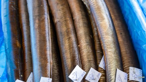 FARIŠTAMO ELLER ⟩ Valik peolaua luksusampsu ja ühe liigi väljasuremise vahel on kaldumas esimese kasuks