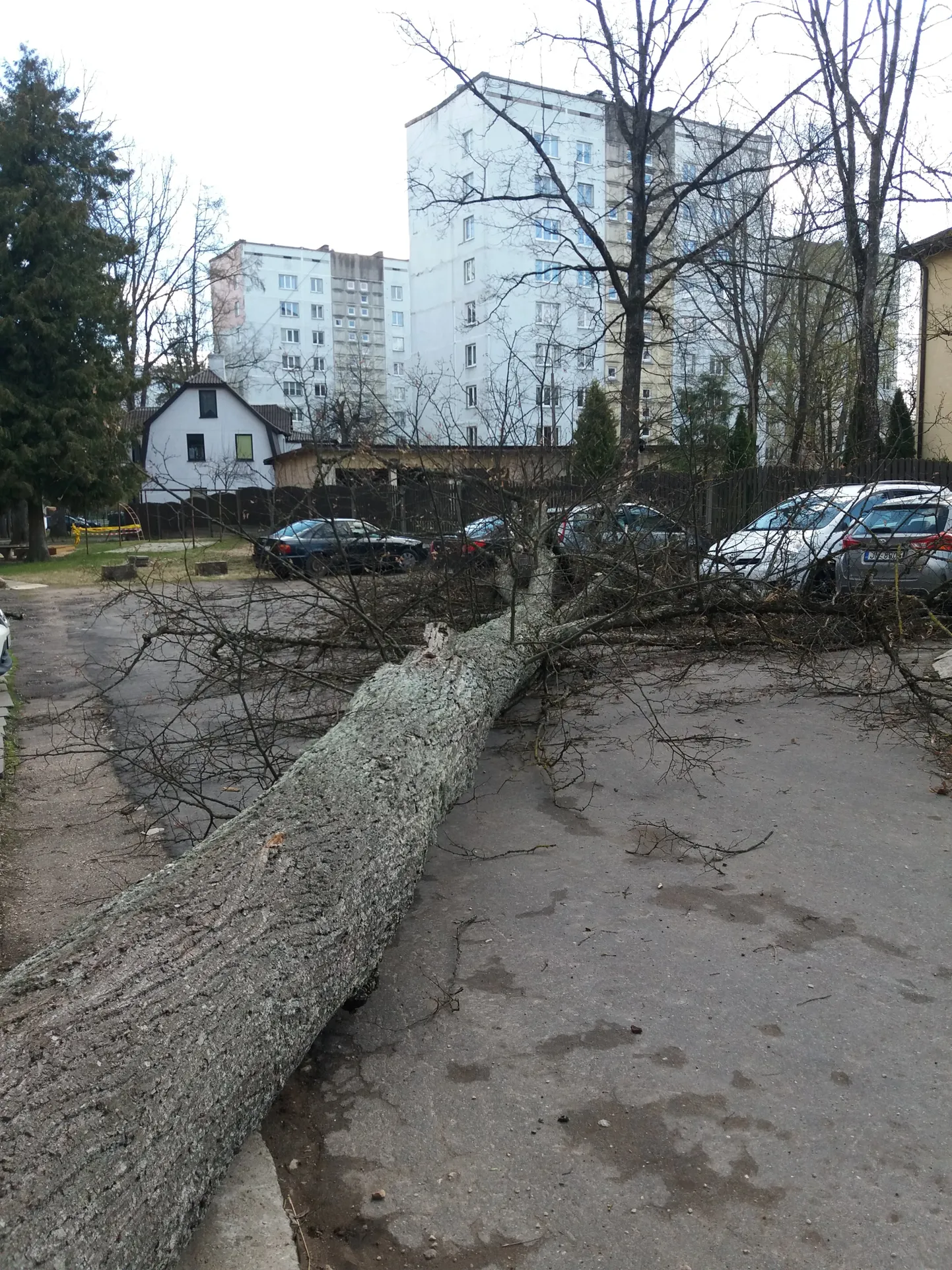Raksta foto