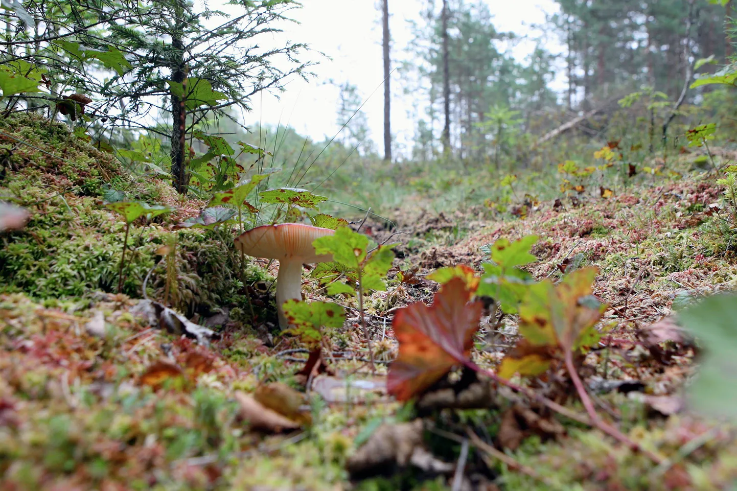 Kõrgrõhuhari toob kuivema ilma.