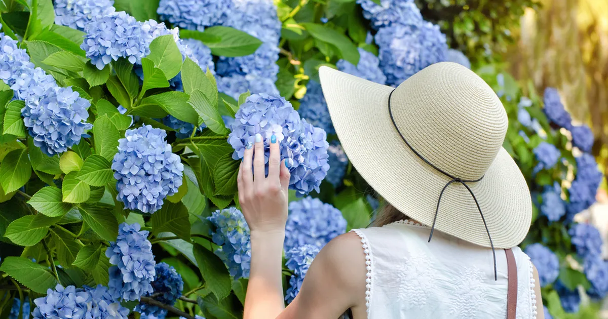 Rapid și ușor ⟩ Truc util pentru a-ți încuraja hortensia să înflorească mai mult