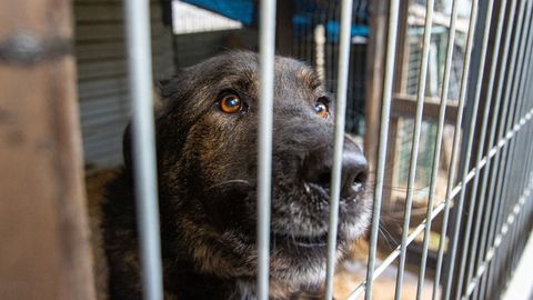 Audrus avastati angaarist üle 20 teadmata päritoluga koera