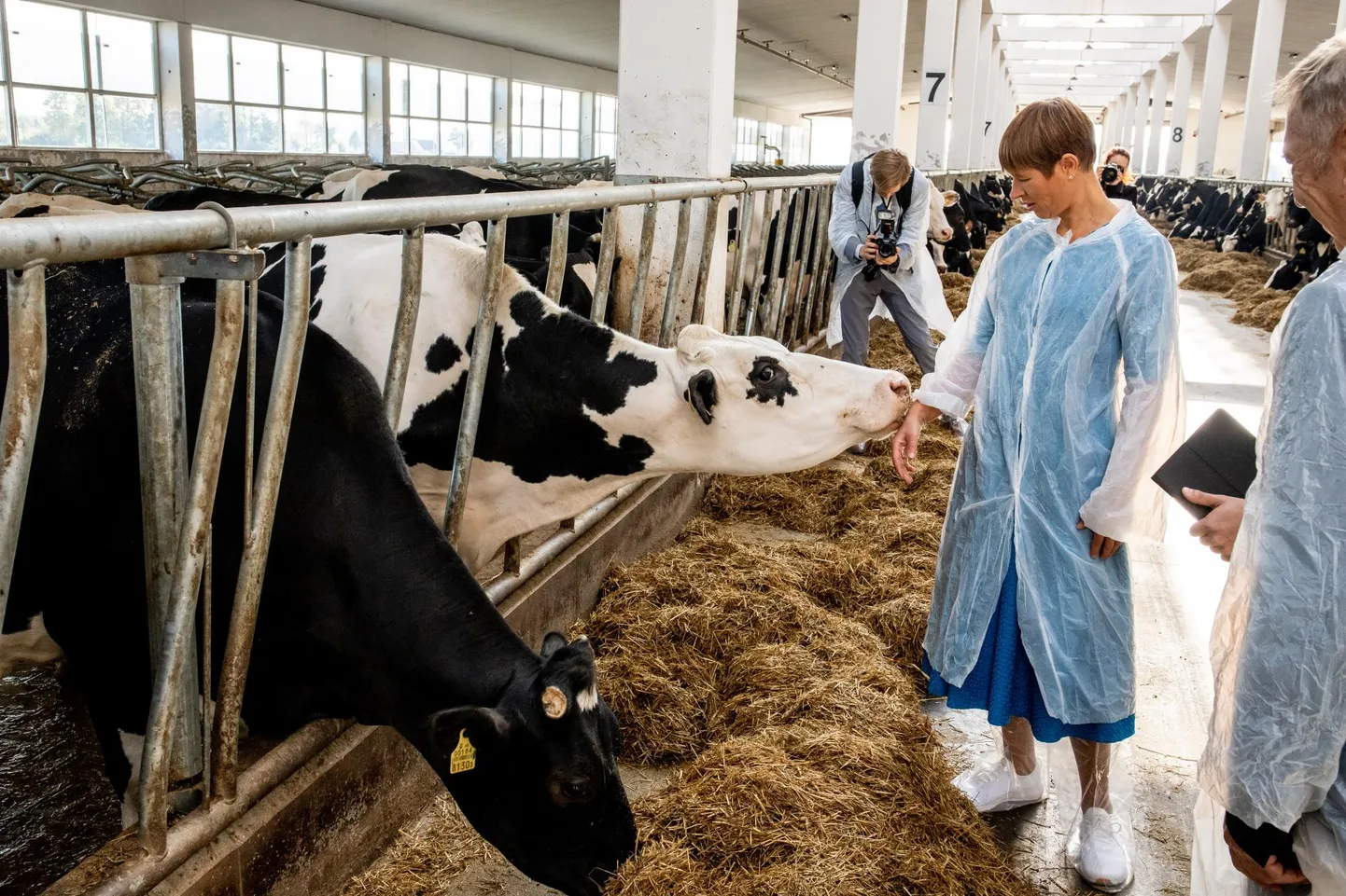 Suurlaudas kasutatakse põhuallapanu, lehmad on puhtad ja rahuolevad ning uudistavad meelsasti president Kersti Kaljulaidi kätt.
