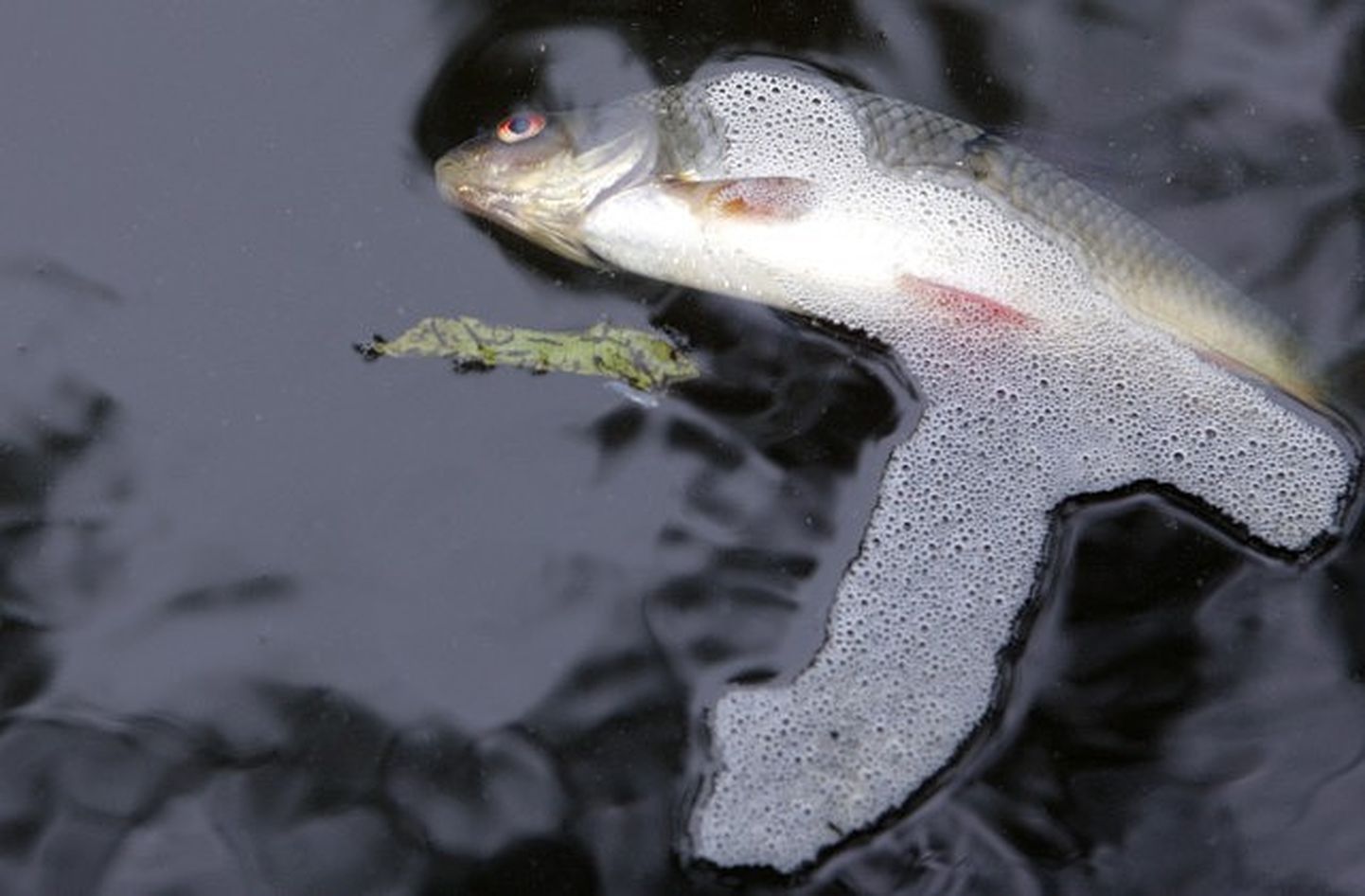 Мертвая рыба в озере. Иллюстративное фото