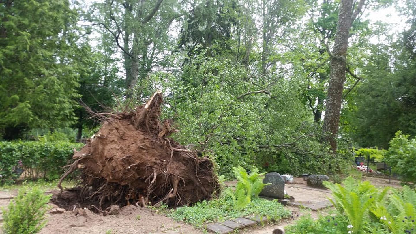 Ветер повалил деревья на кладбище Урвасте.
