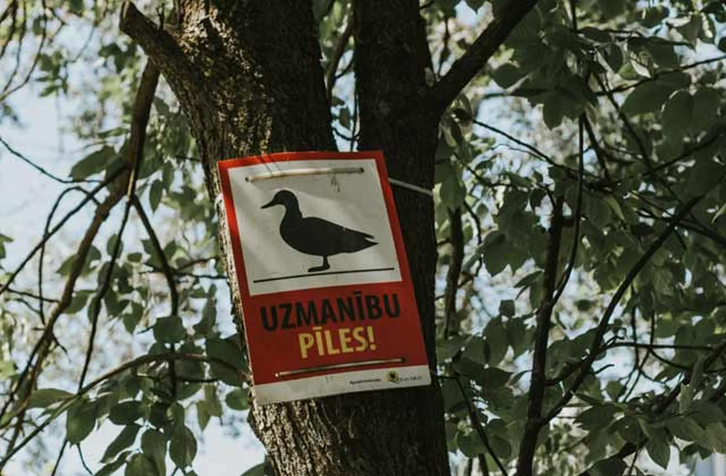Raksta foto