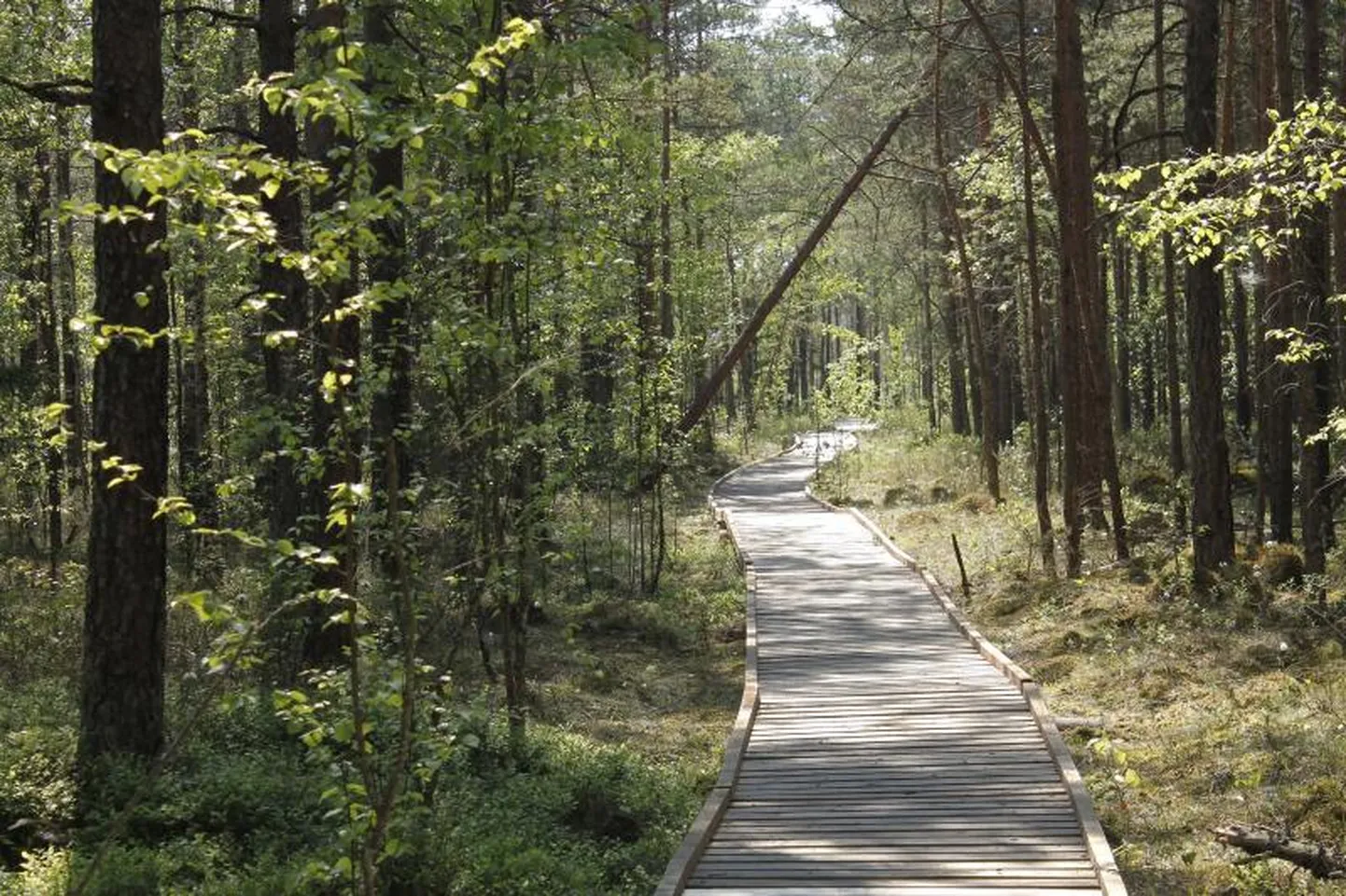 Bezdibeņa ezera taka