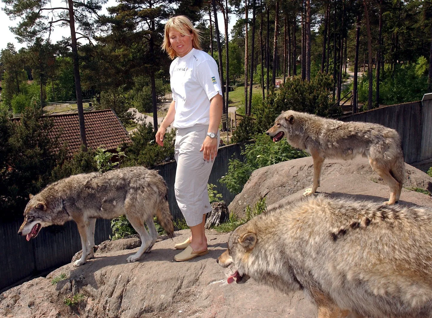 Kolmårdenis kohtus aastate eest toona sõbralike huntidega ka Rootsi mäesuusakuulsus Anja Pärson.