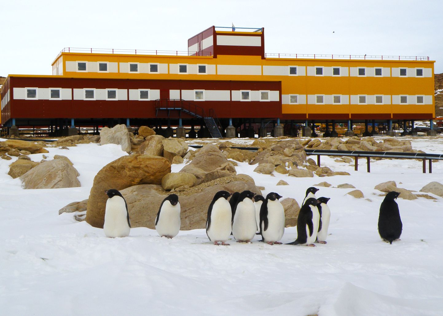 Polaarjaam Antarktikas ja pingviinid. Pilt on illustreeriv