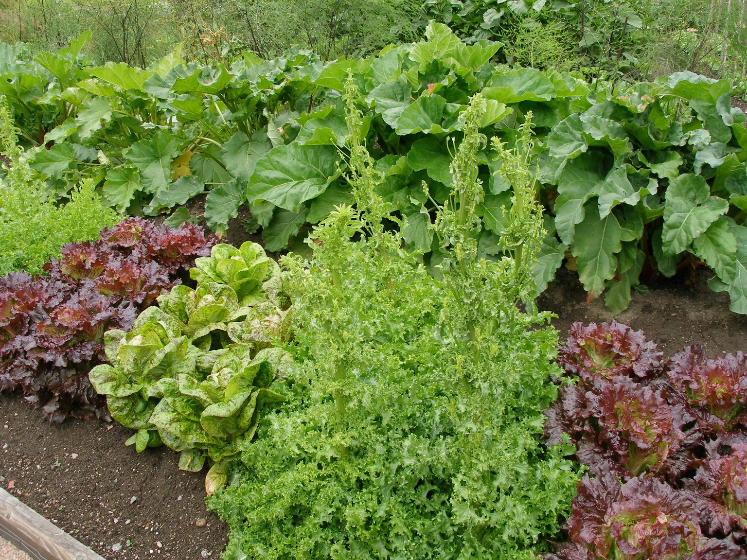 Väidetavalt ründavad teod punaseid salatisorte vähem. Kui salat kipub üle kasvama, siis saate selle ära kasutada tervislikes rohelistes smuutides.