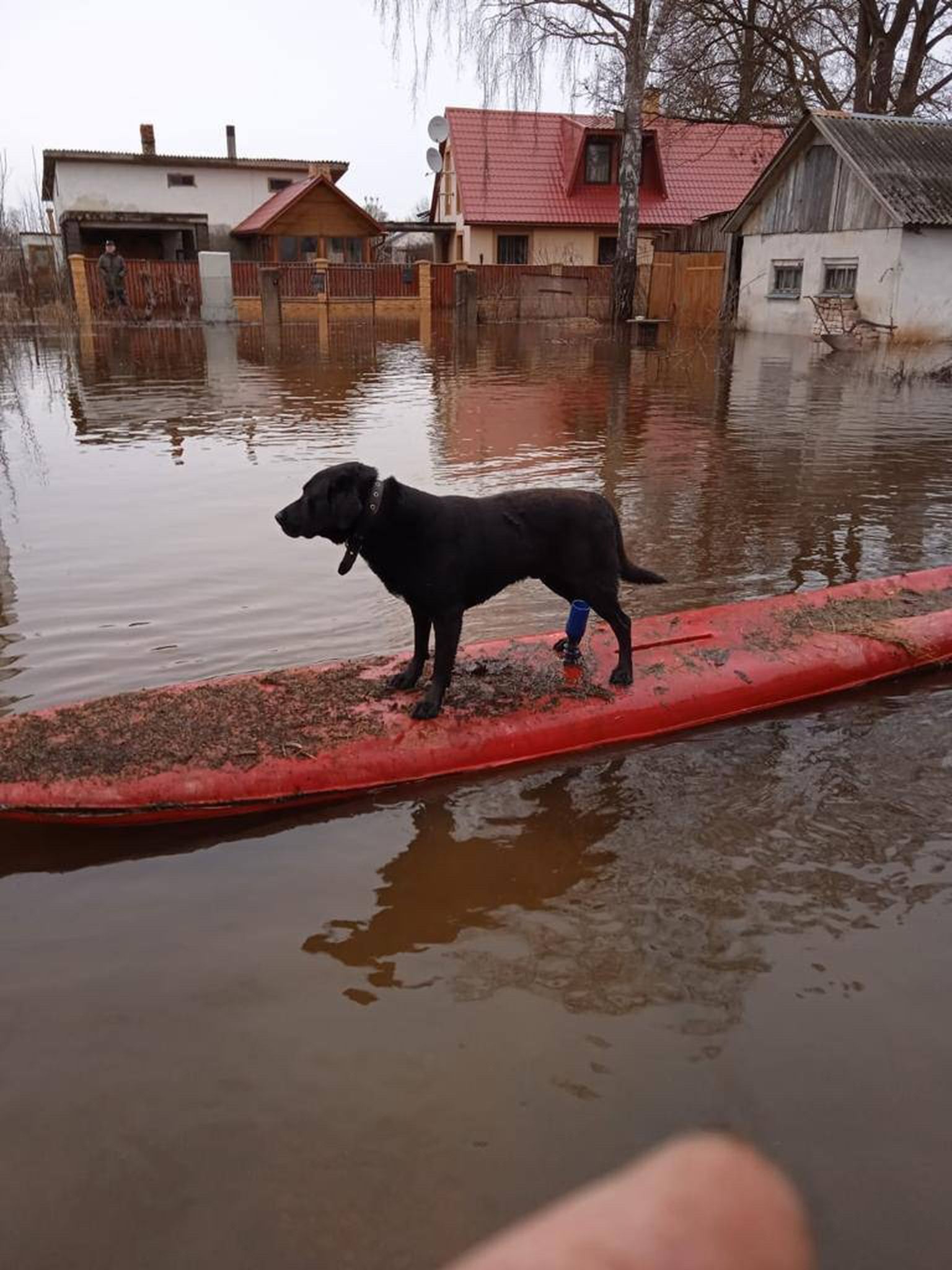 Собака в затопленном Екабпилсе