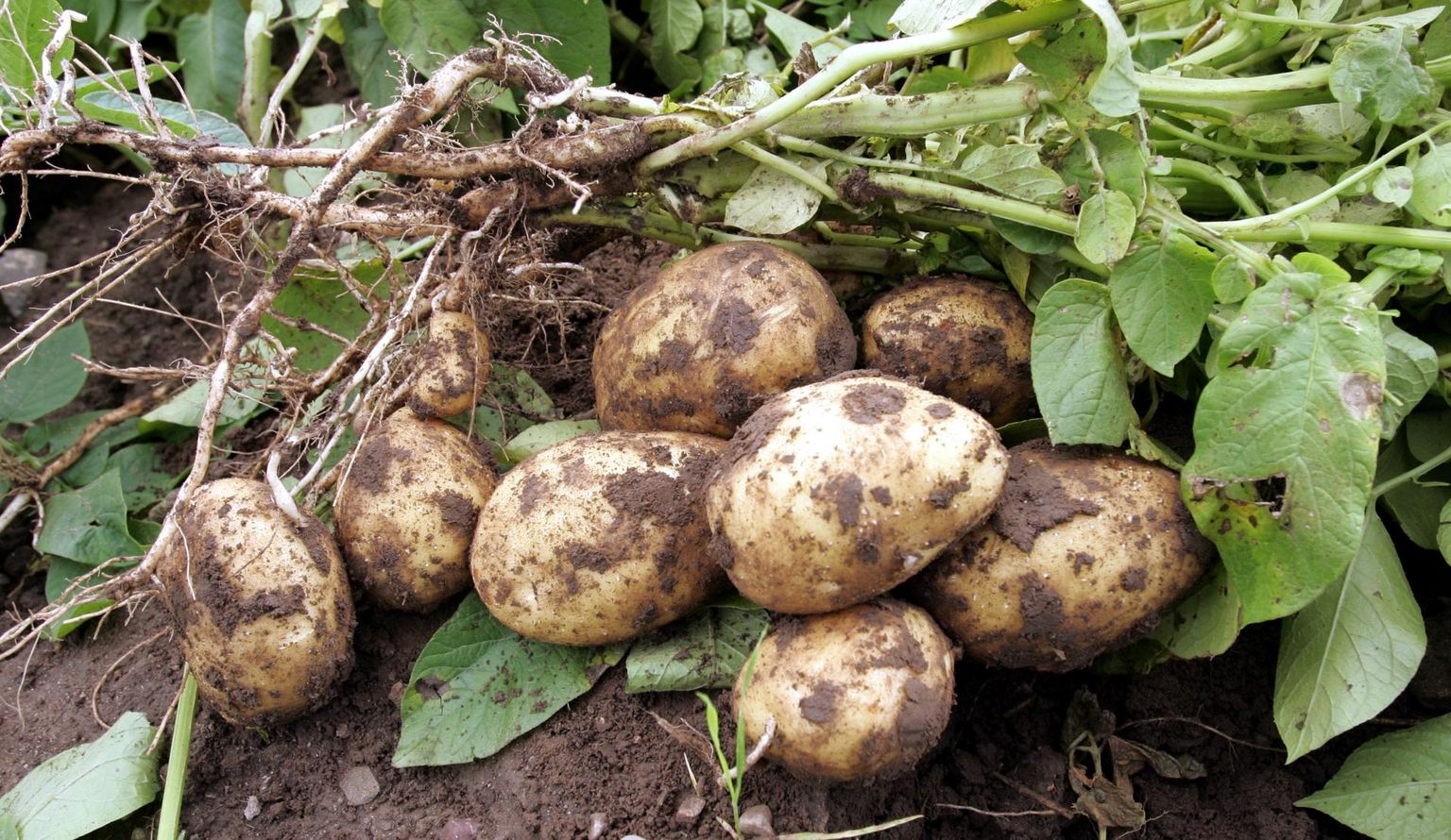 Ehkki mugula moodustamise aegu nappis vihma, on kartulisaak korralik tulemas.