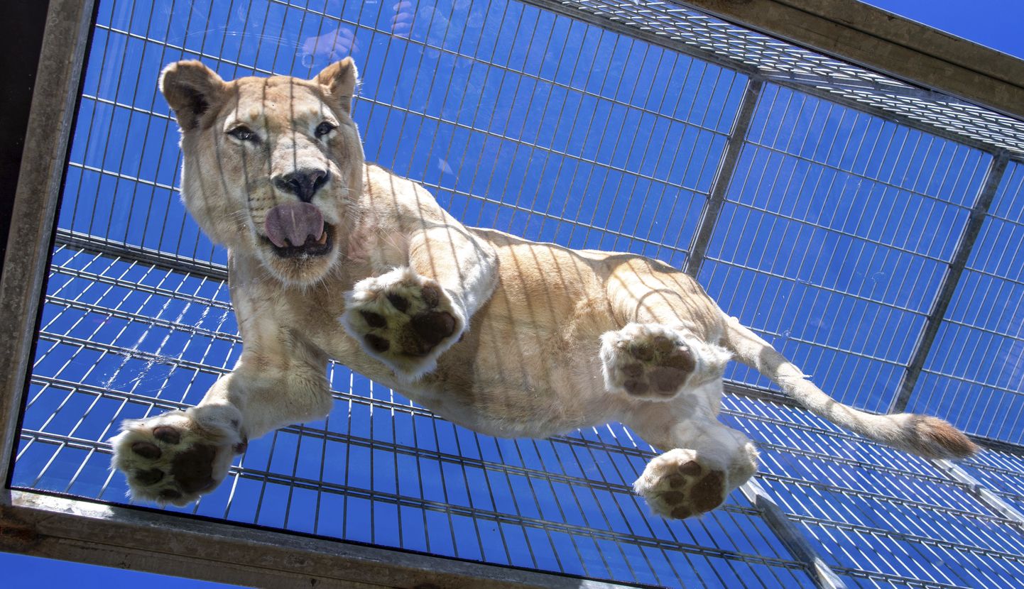 Lõvi Saksamaal Dassowi loomaaias. Foto on illustratiivne.