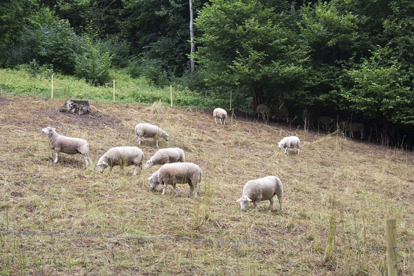 Algul oli lambaid 27 ja suve jooksul tuli nende arvu vähendada 15-le.
