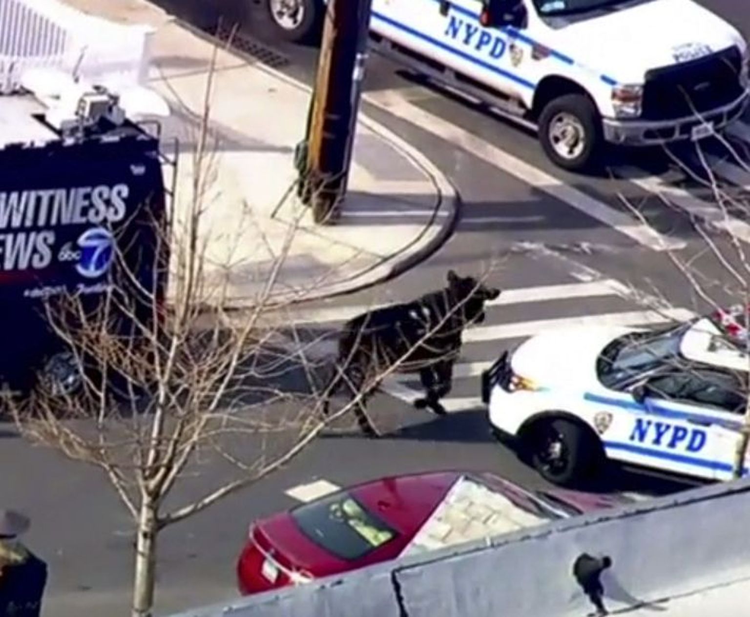 New Yorgi politsei ajas pulli taga
