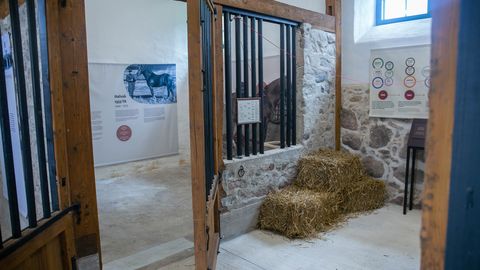 GALERII ⟩ Hobusekasvanduse uus näitus on pühendatud tori hobuse esiisadele