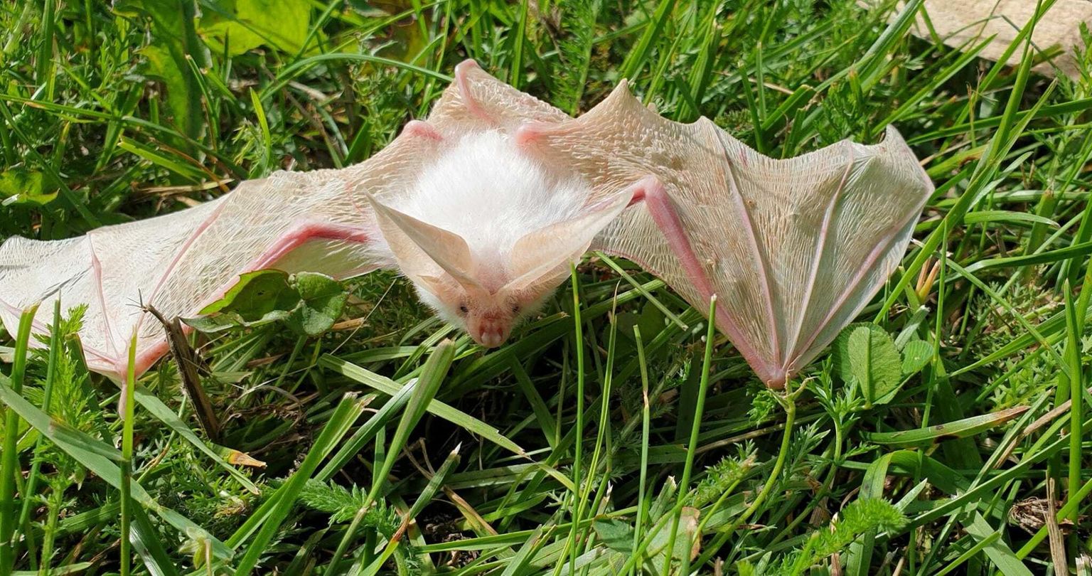 Pruun-suurkõrv (Plecotus auritus), kel on albinismi tunnused. Nahkhiireekspert Lauri Lutsar rääkis, et sellist ei ole tema varem näinud.