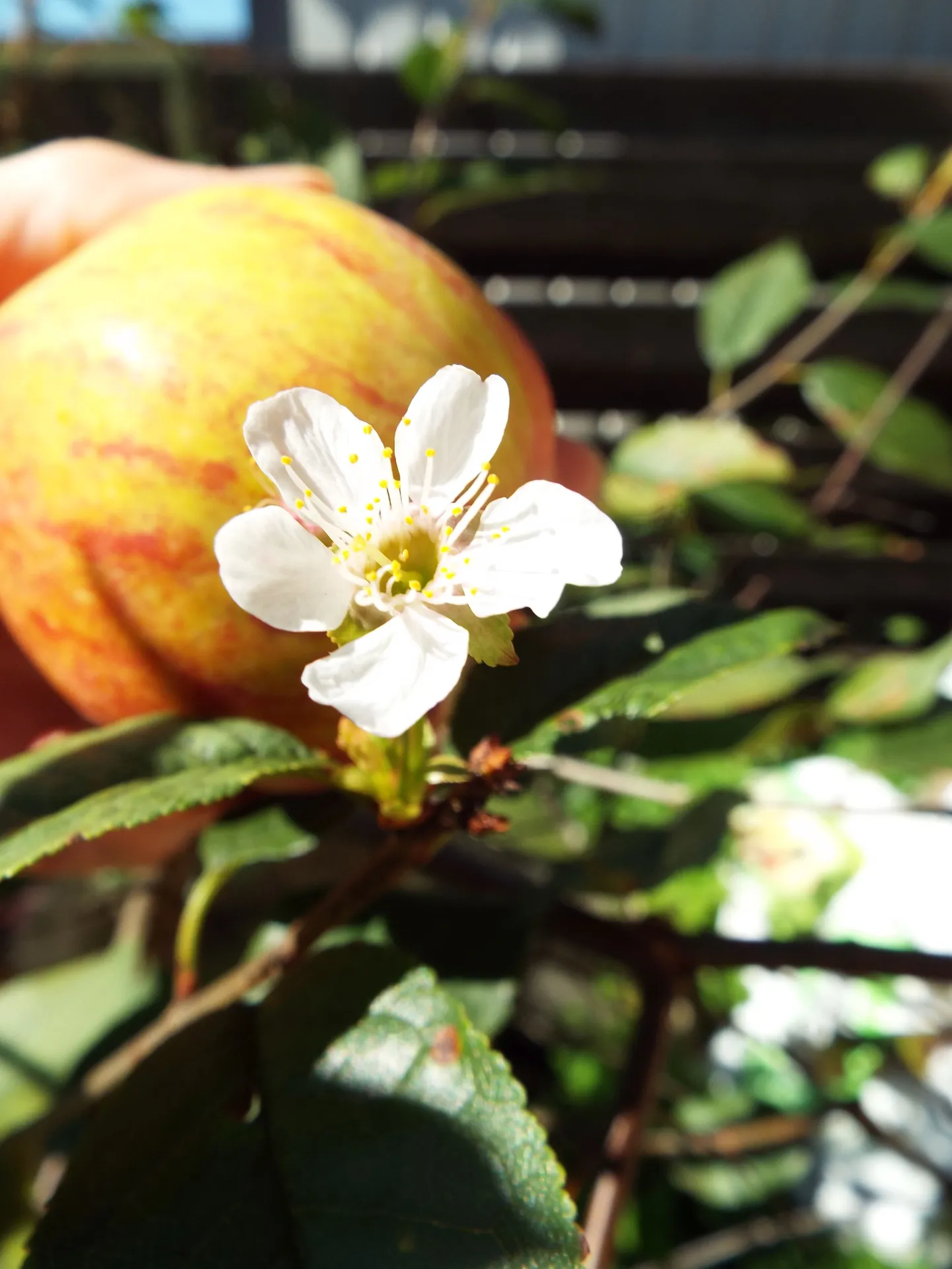 Kirsiõis ja õun "Talvenauding" satuvad harva ühisele pildile.