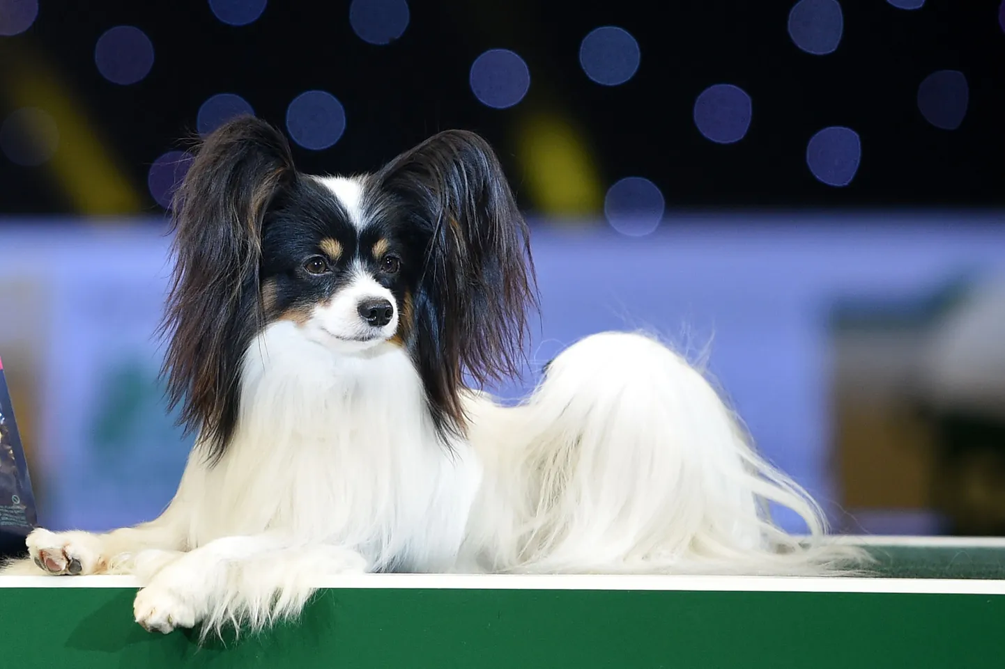 Näituse võitjatel avaneb võim kvalifitseeruda kõrgelt hinnatud «Crufts» näitusele Inglismaal.