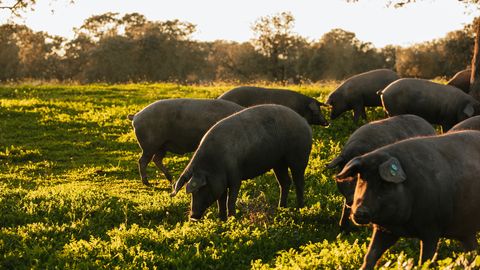 Cesvaines pagastā konstatēts ĀCM uzliesmojums