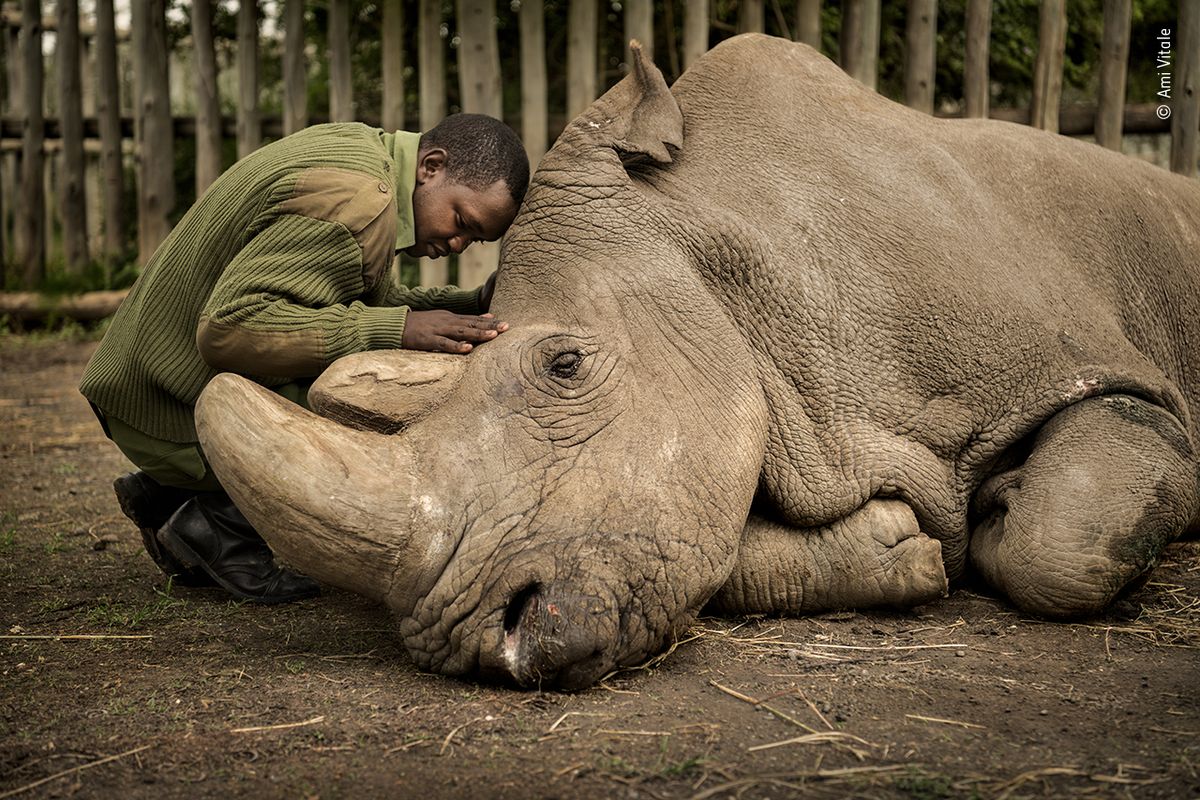 Смотритель за животными Джозеф Васира с белым носорогом в Судане в последние минуты его жизни.