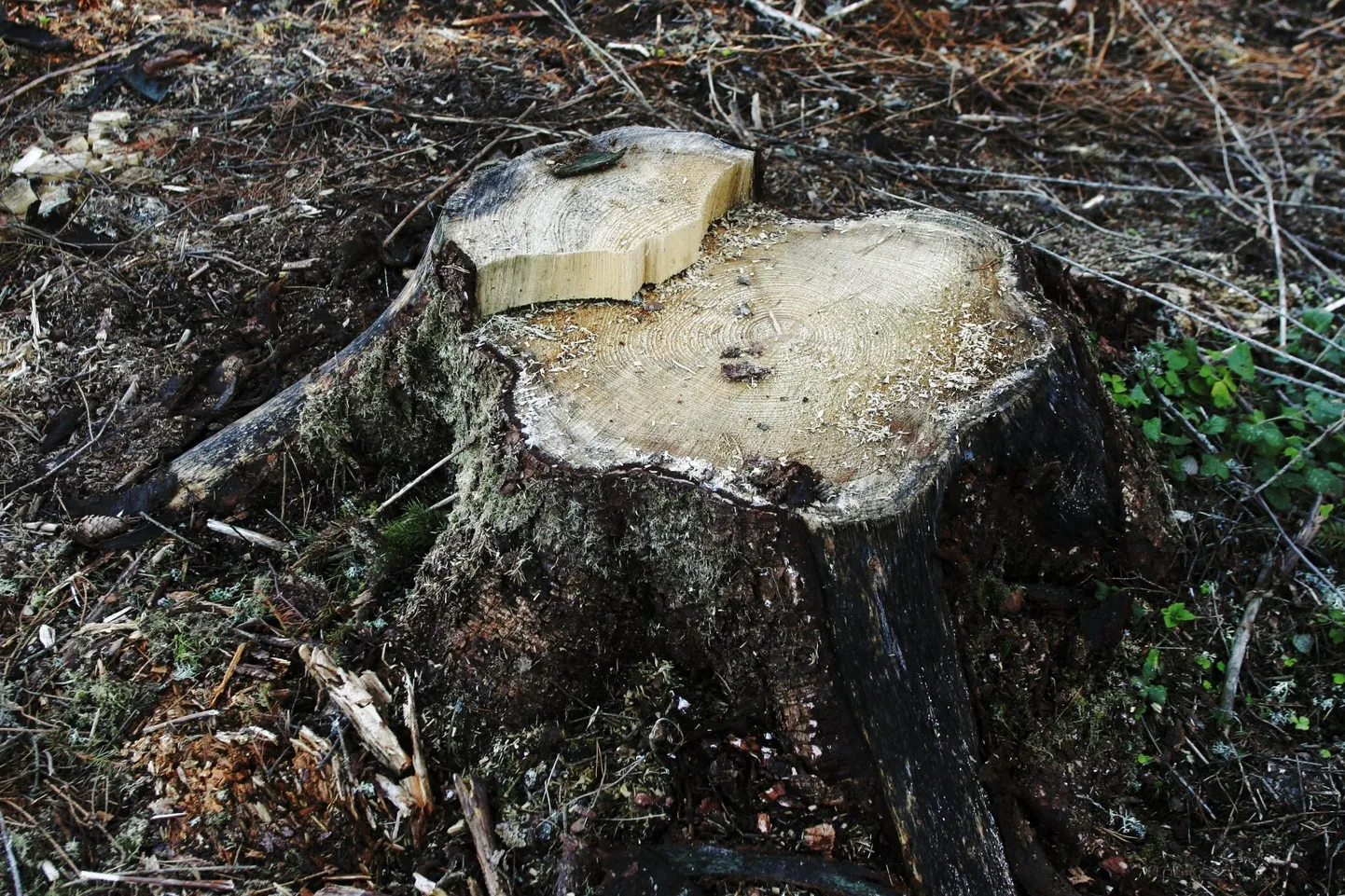 Langetatud mets Pajusti kandis.