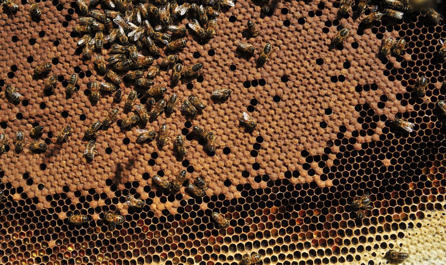 Mesilased tarus.