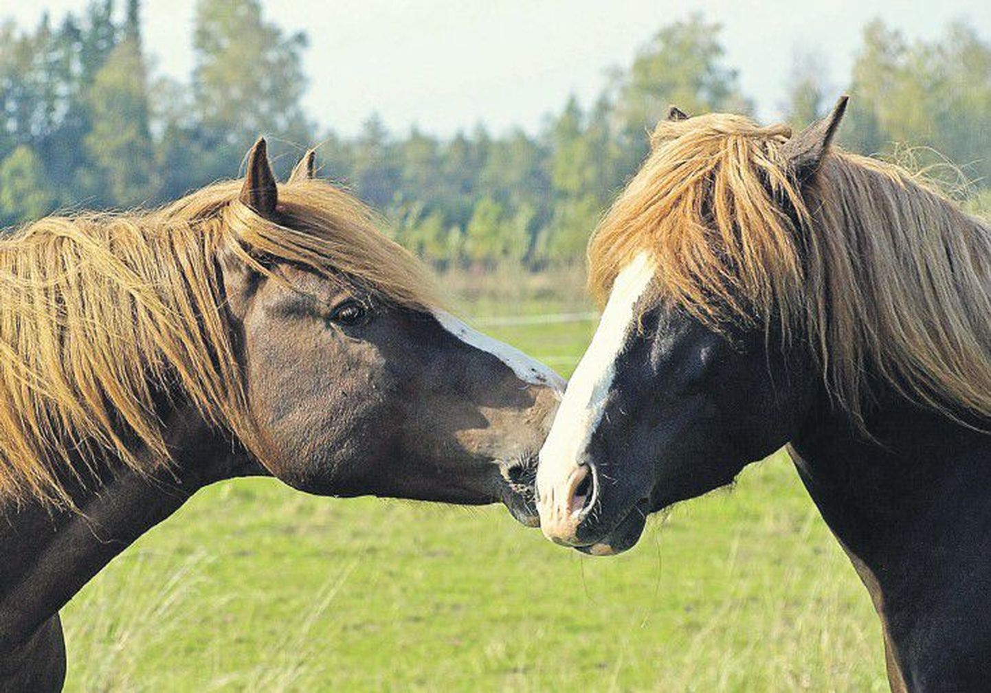В годы первой Эстонской республики хуторяне занимались разведением лошадей именно ториской породы, которых ценили за высокую работоспособность, кроткий нрав и дружелюбный характер.