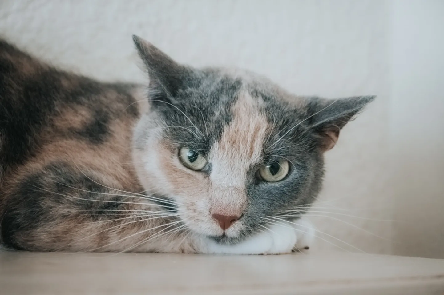 Angela