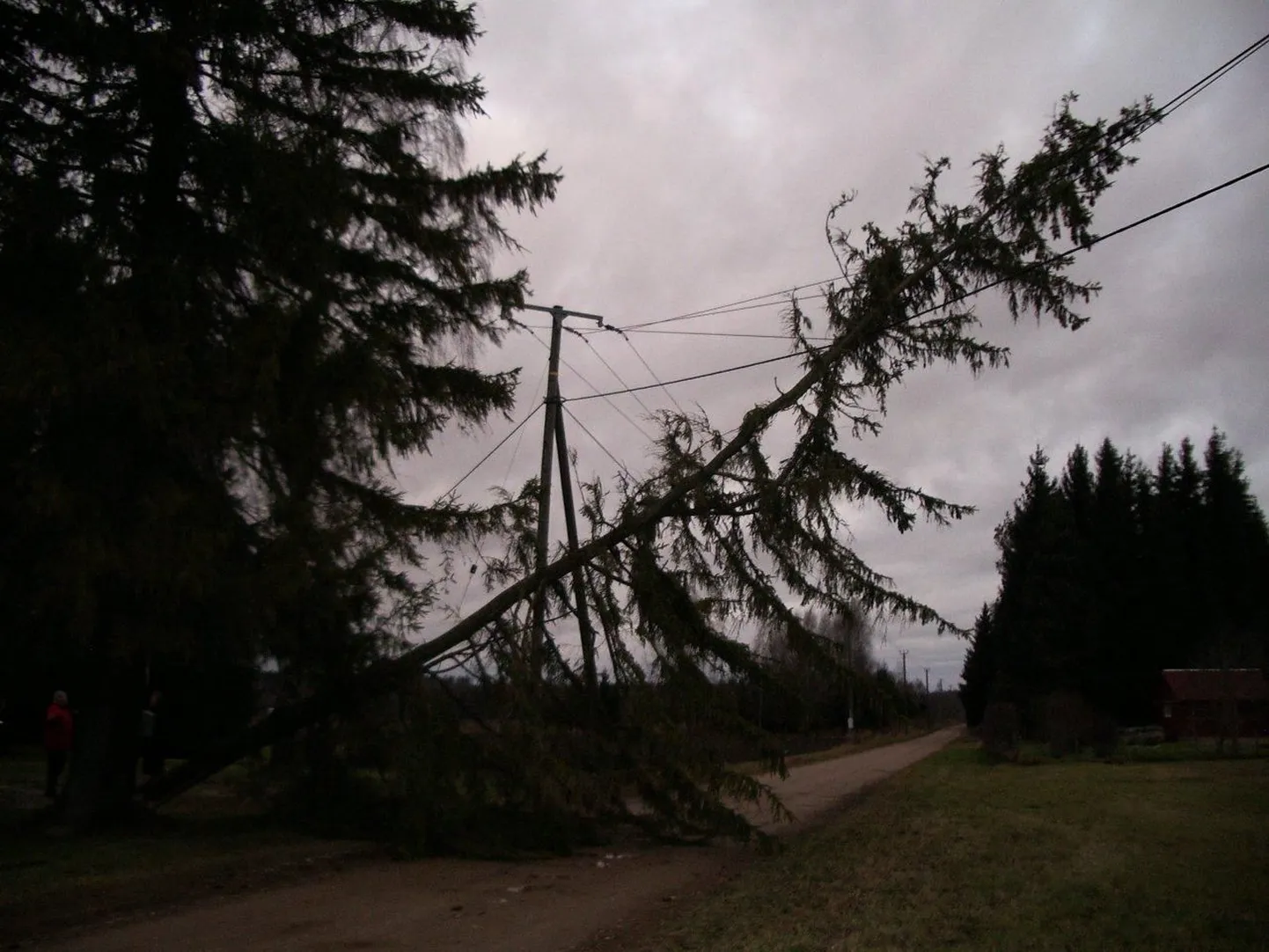 Fotodel Mäksa vallas Sudaste külas elektriliinidele kukkunud puu eemaldamine.