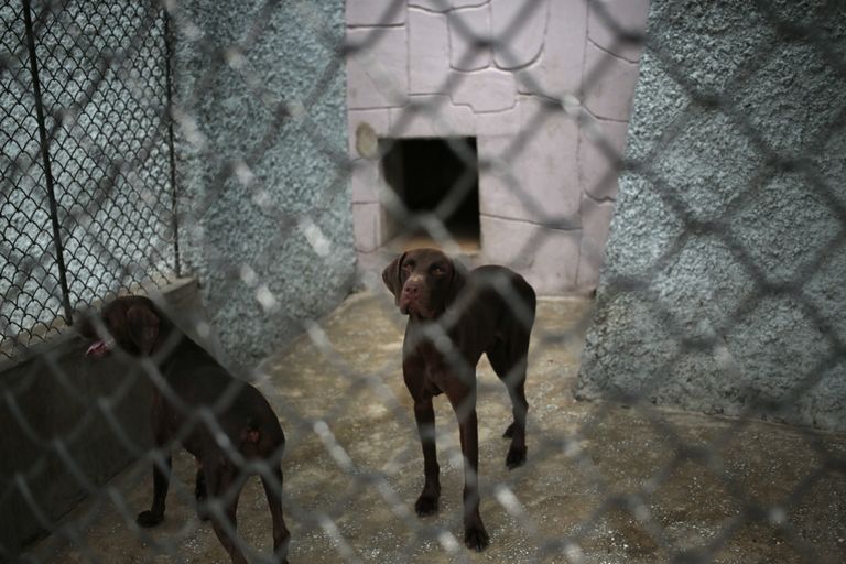 Koerad Põhja-Korea loomaaias. Foto: Dita Alangkara / AP / Scanpix