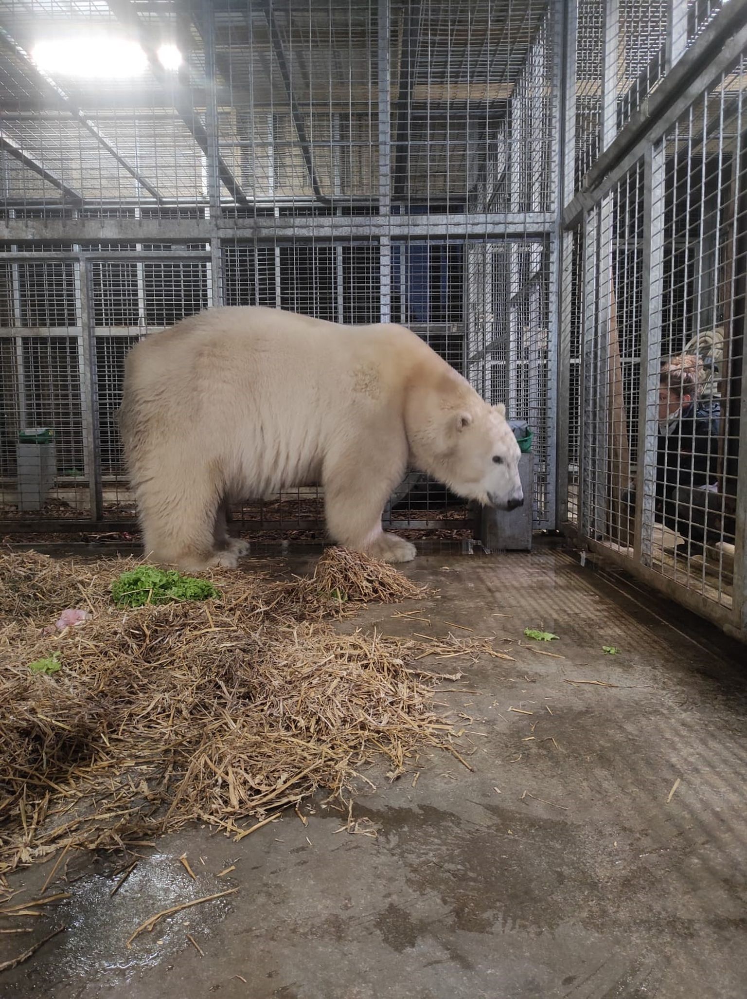 Jääkaru Aron kohaneb oma uues kodus Prantsusmaal La Flèche loomaaias.