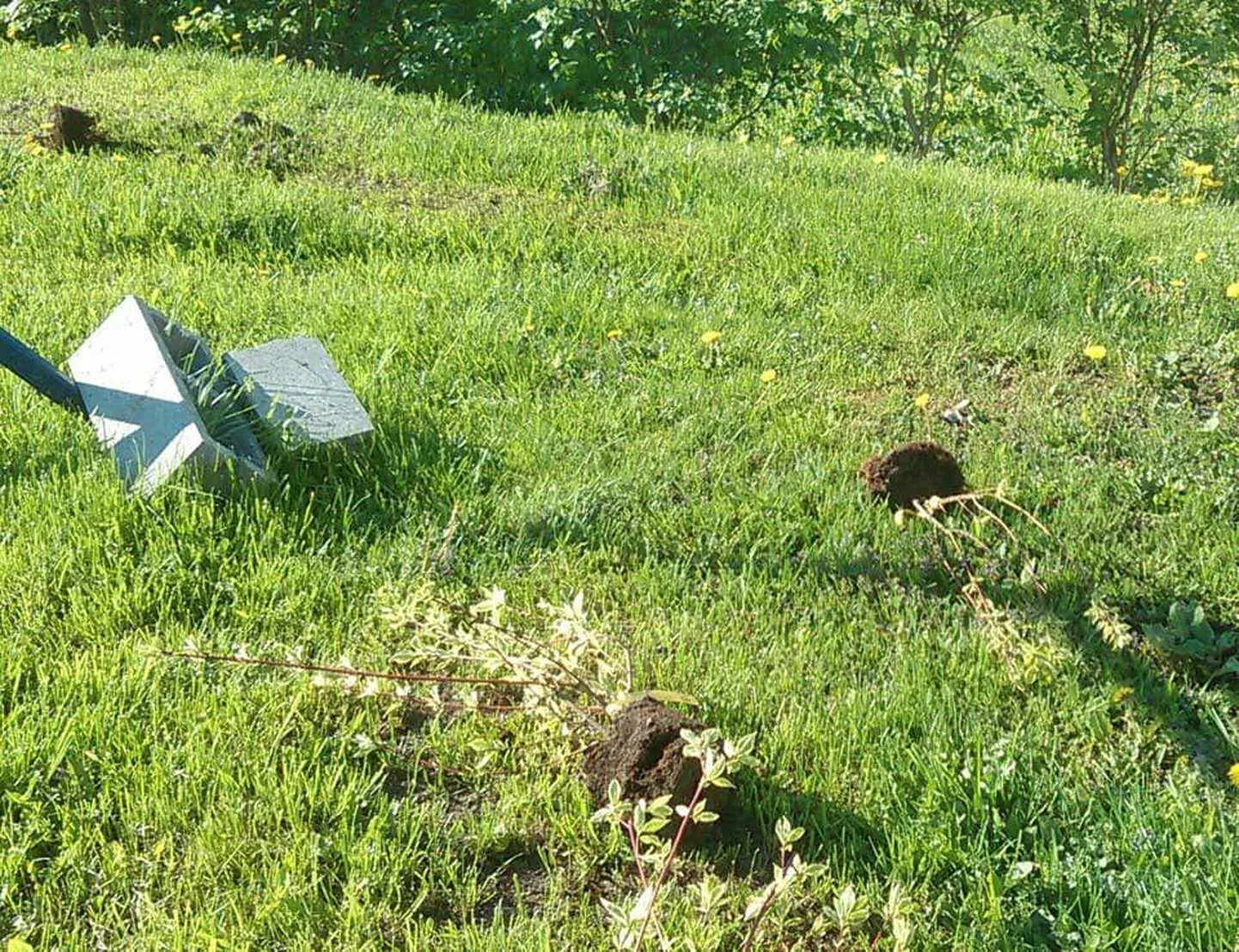 Ööl vastu pühapäeva rebisid huligaanid välja Posti tänava kortermaja noored hekitaimed.