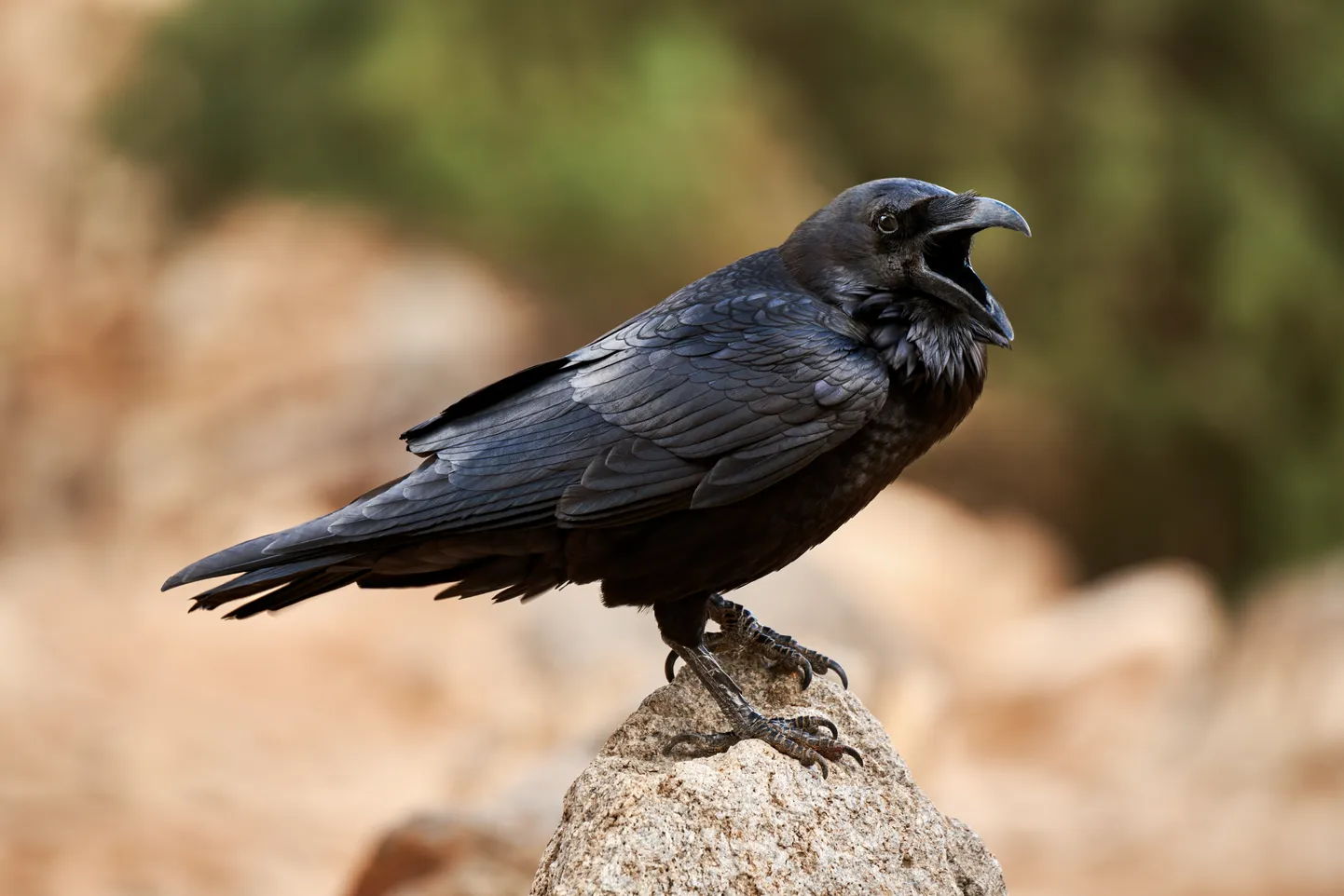 Vares