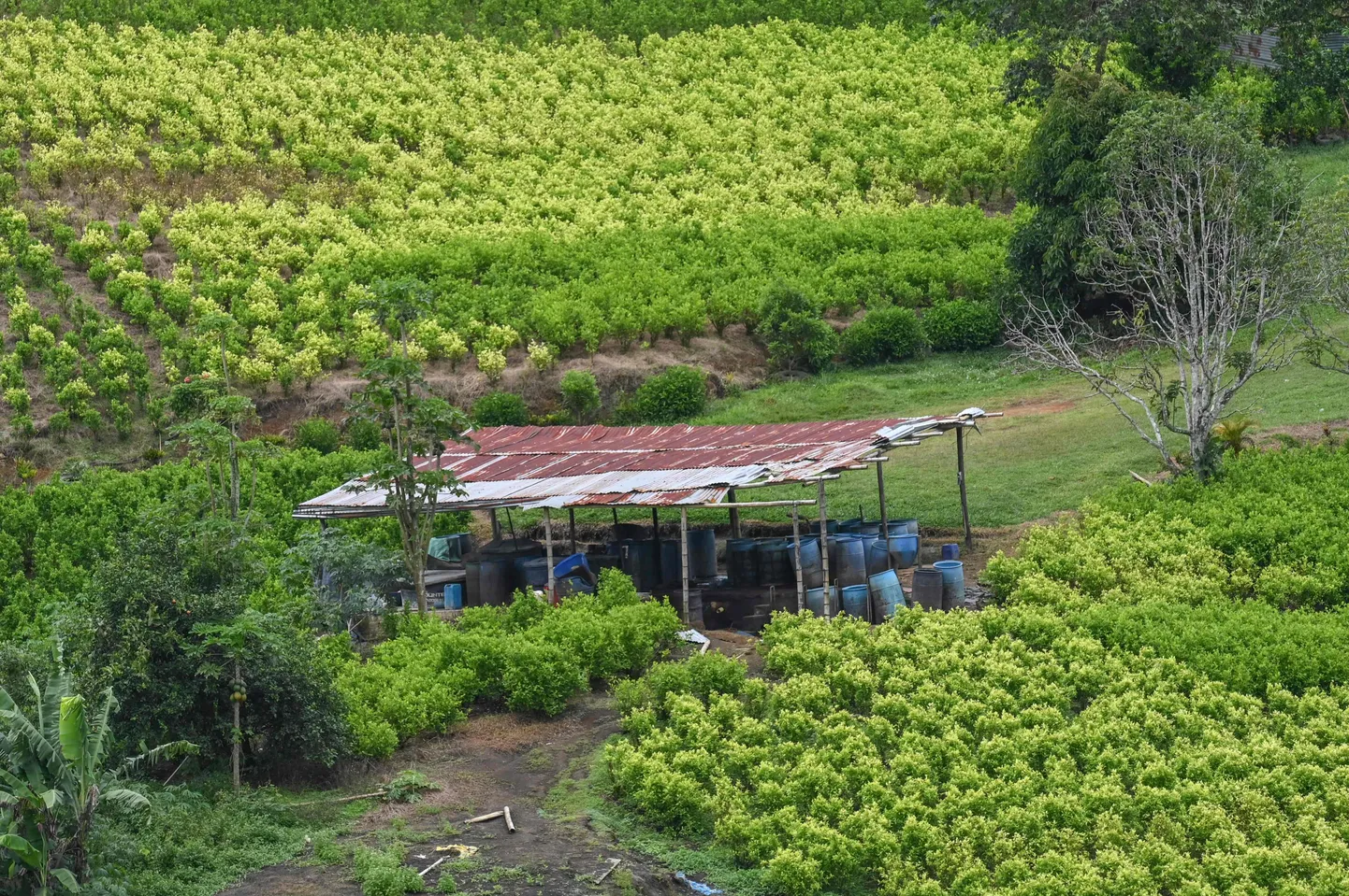 Kokaiinilabor kokaistanduste keskel Micay orus (Canon del Micay) El Plateado lähedal, Cauca, Kolumbia, 8. märtsil 2025.