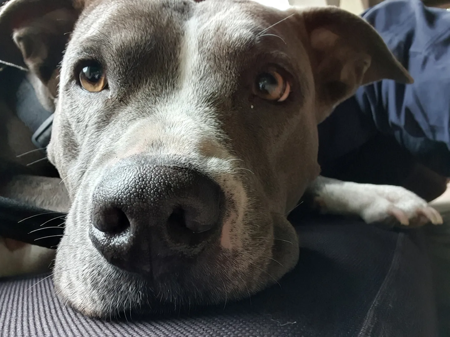 Emane pitbull