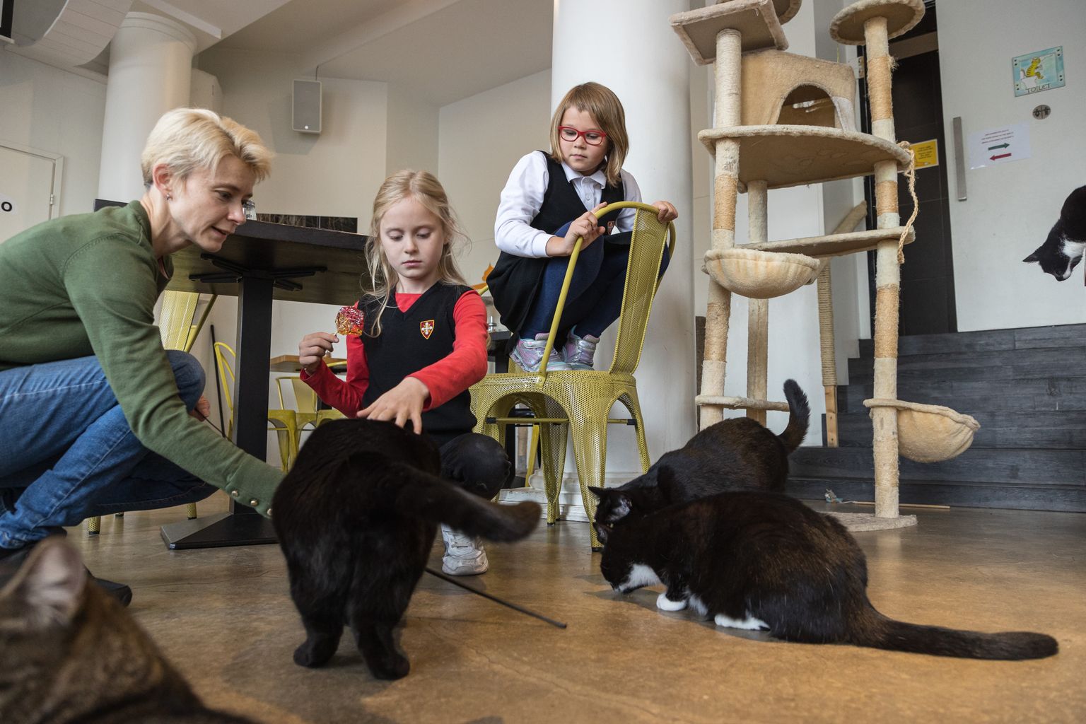 Liisbet jälgib toolilt, kuidas Helen ja Eva-Maria kassidega mängivad.