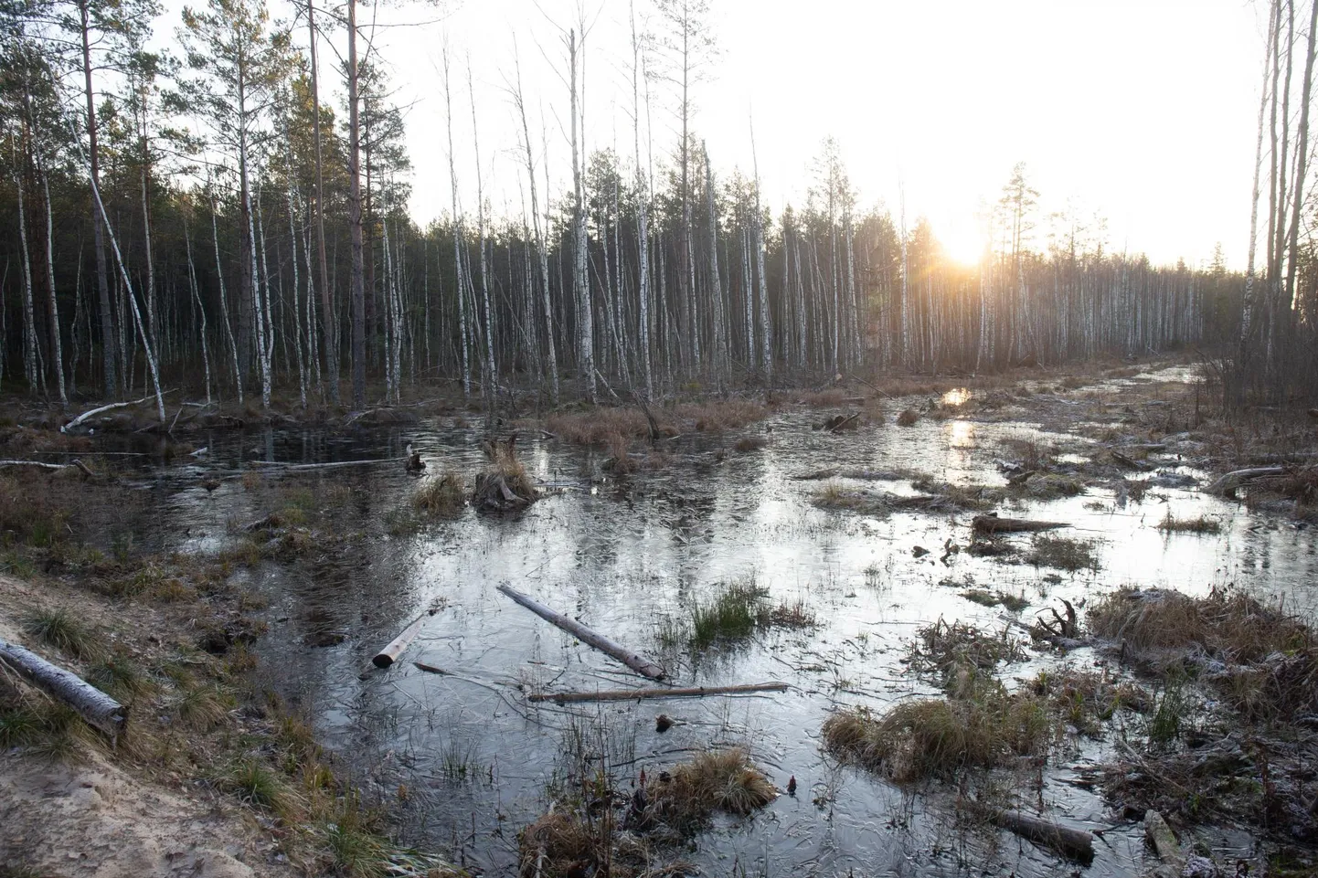 Soo taastamine. 2019. aastal suleti Öördi rabas kaks suurt kraavi, mis olid vett endisest soost välja juhtinud ja loonud hea kasvupinnase metsale. Nüüd ei liigu vesi enam soiselt alalt kiiresti läbi ning kogu ala on muutunud tunduvalt märjemaks. ELMO RIIG