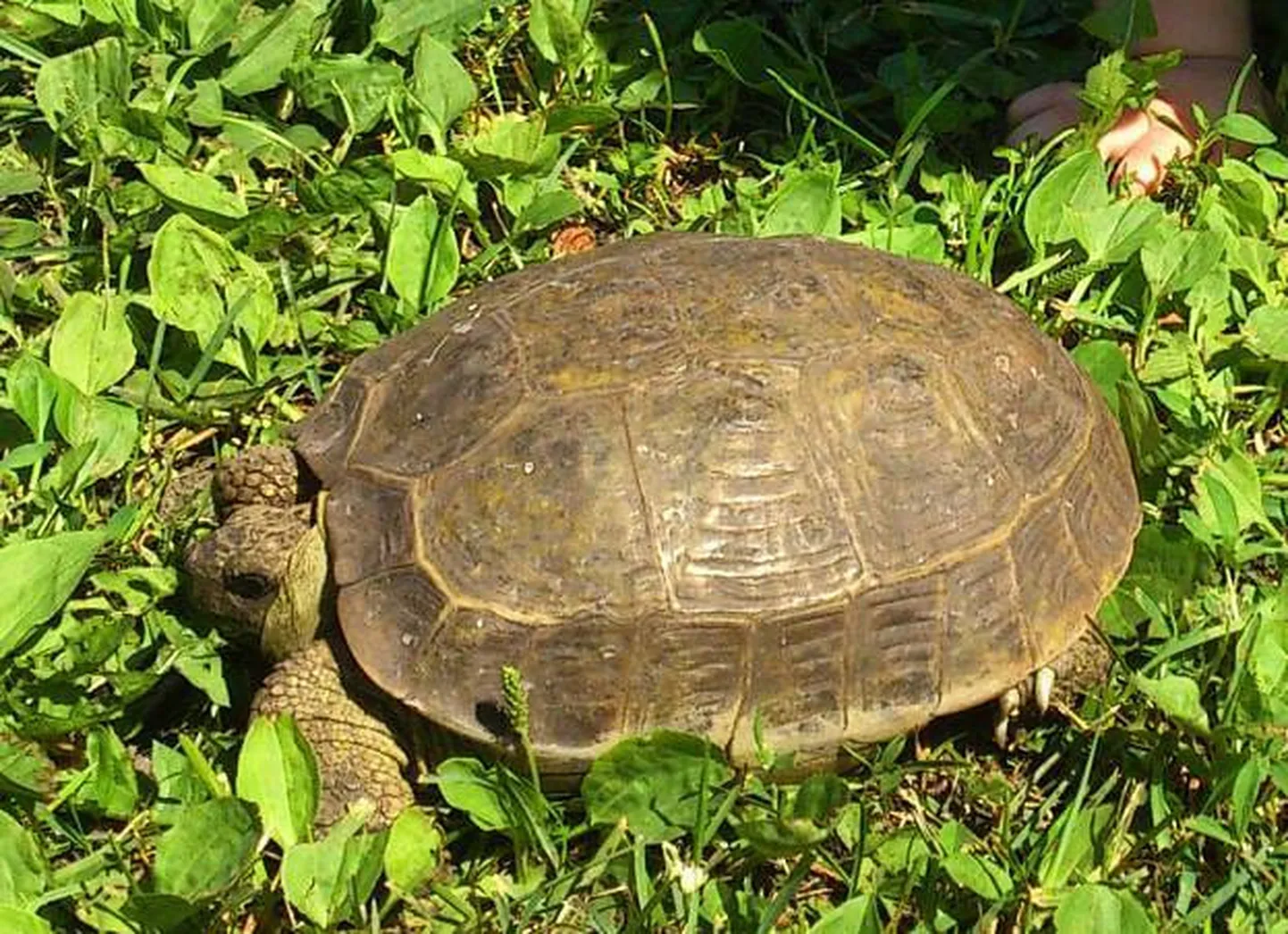 Häädemeestes kaduma läinud kilpkonn.