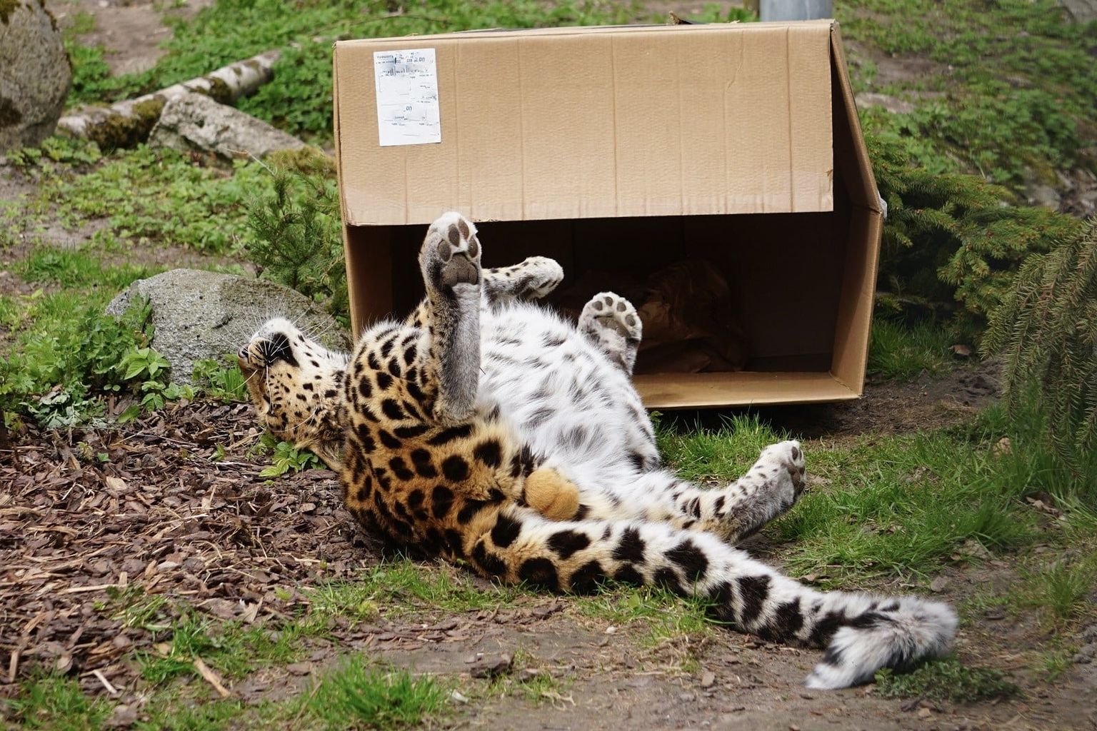 Amuuri leopard Alexei õnnelikult tühja kastiga