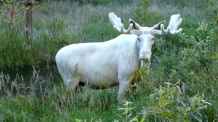 Valge põder