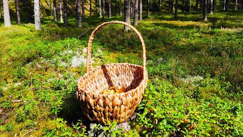 EESTI METSADE RAUDVARA! ⟩ Võimas supertoit, mis kaitseb südant, soolestikku ja immuunsust