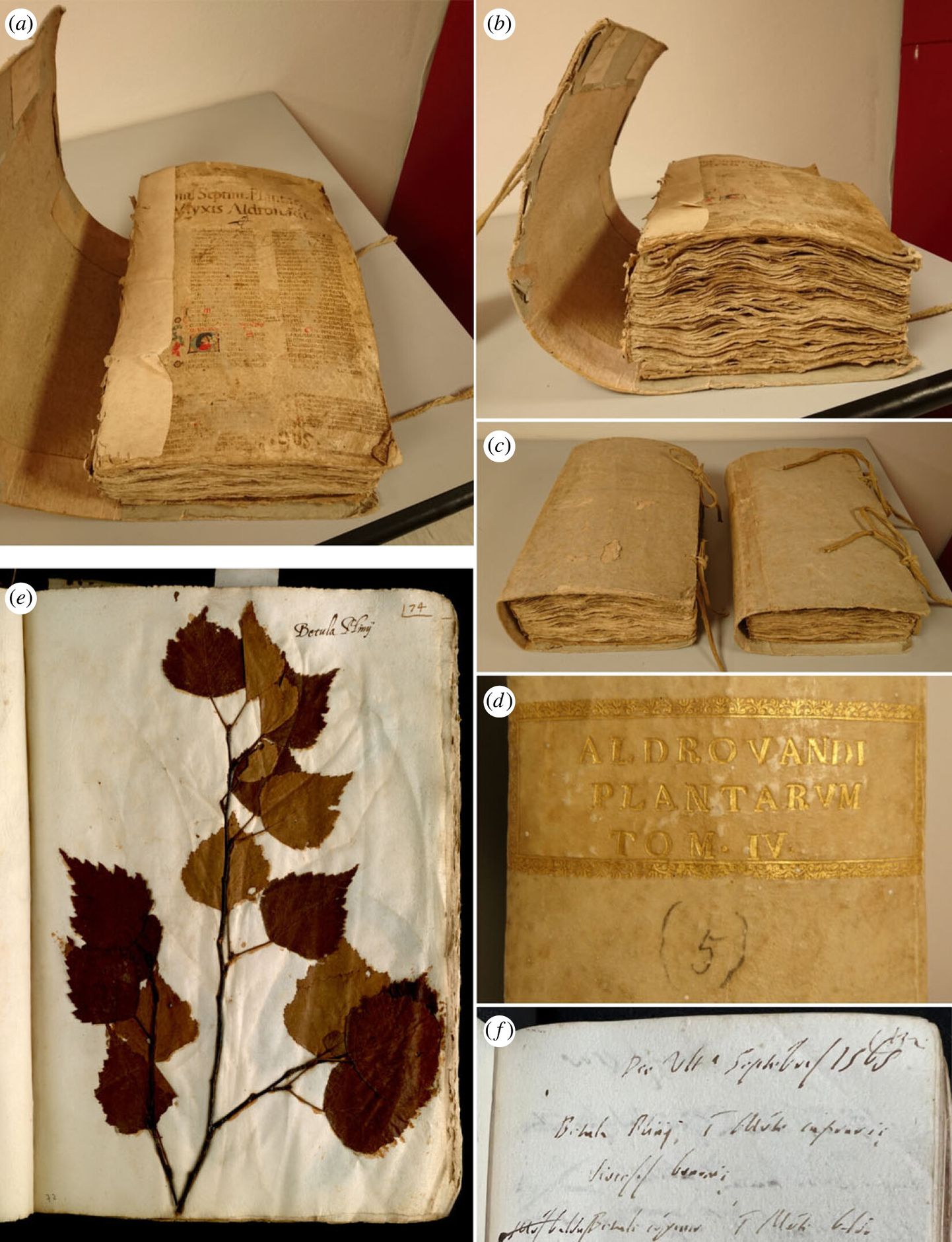 Skaneeringud eksemplaridest, sealhulgas (e) kuivatatud arukask aastast 1551.