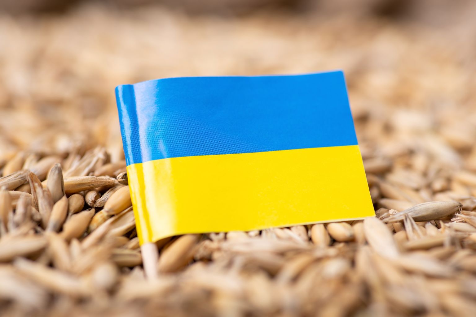Graudi. Ukrainas karogs