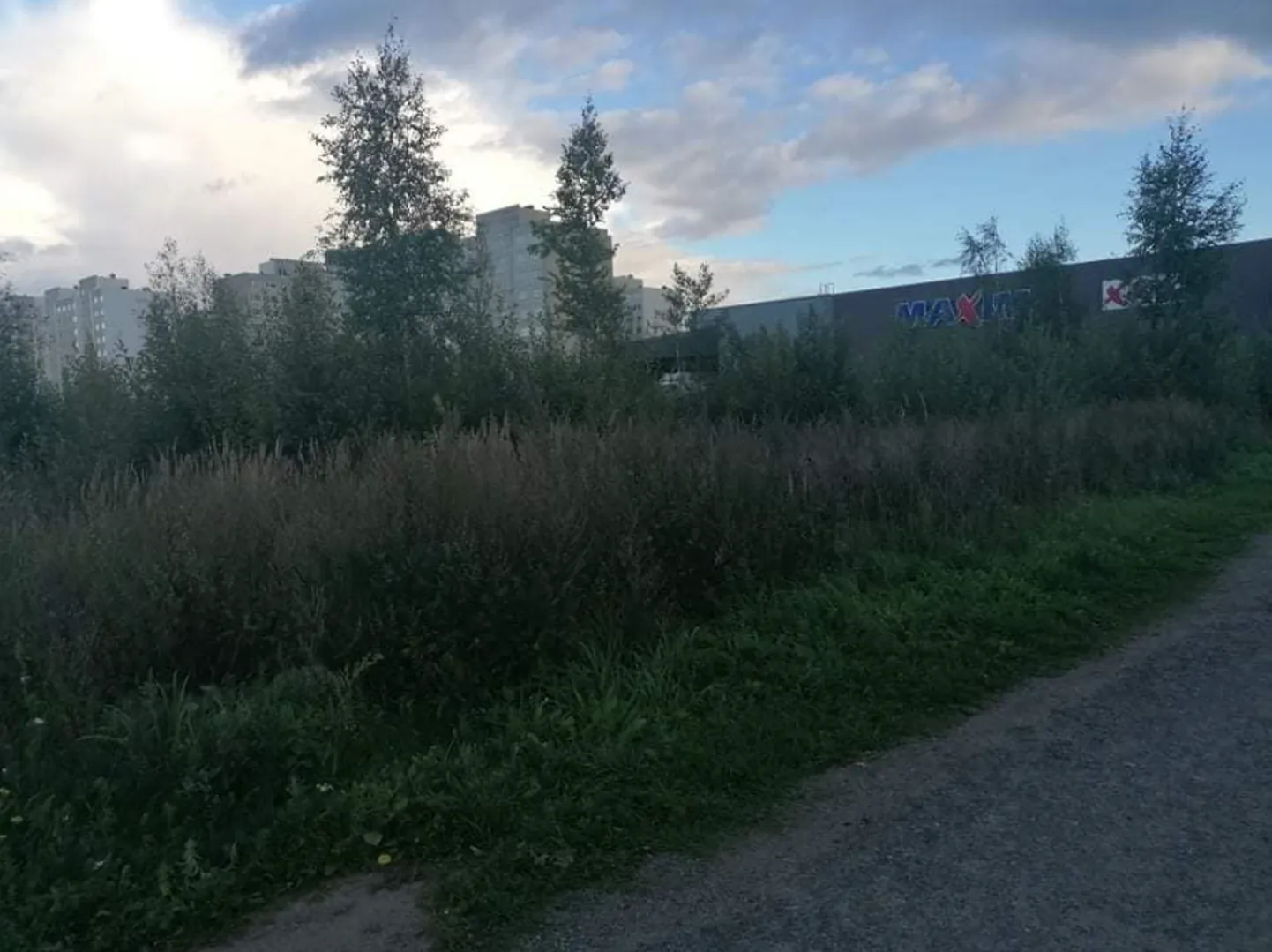 Metsatukk Lasnamäel.