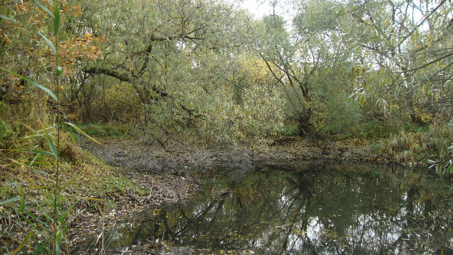 Planeeringualal Tammsaare puiestee kõrval asuvat metsatukka läbiva tee kõrval looduslikus tiigis ujus reede hommikul viis parti.