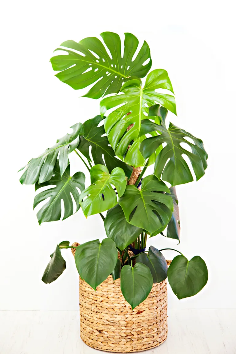 Monstera Deliciosa