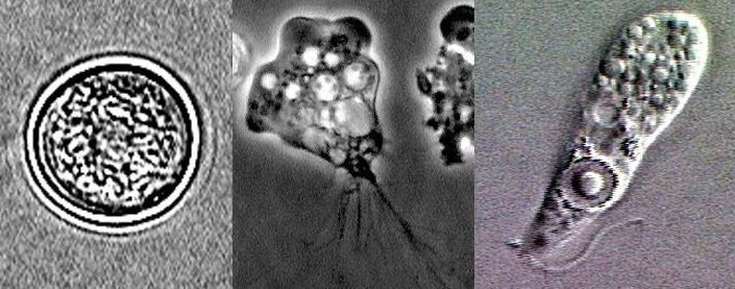 Naegleria fowleri erinevad arenguetapid