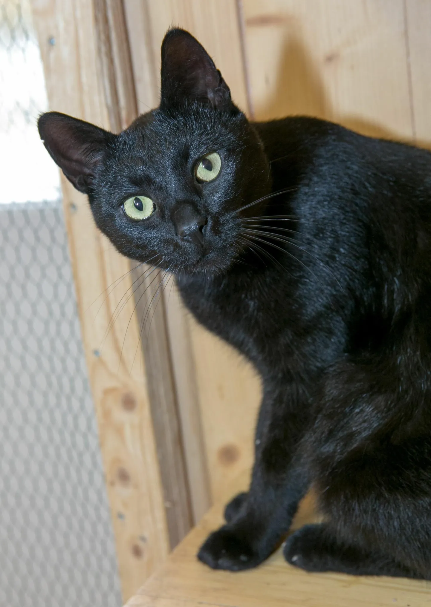 Varjupaikade mittetulundusühingus peetakse musta kassi kuud juba kümnendat aastat. Sel ajal saab tavapärase loovutustasu asemel musta või mustvalge kassi koju tuua euro eest.