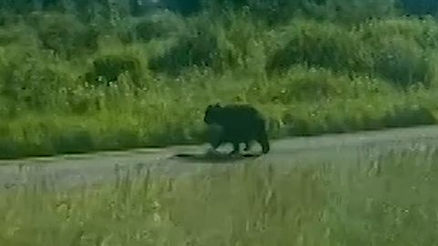 Попавшего под автобус медведя так и не нашли