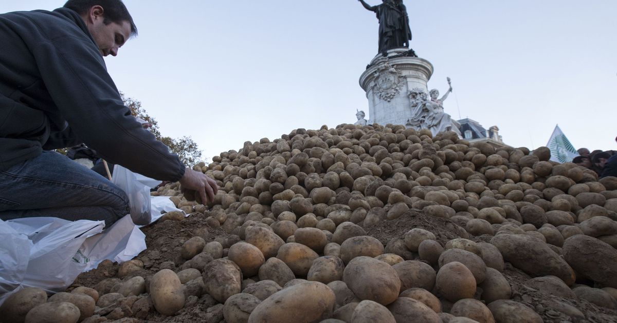 France farmers. Картофель. Картофель в Грузии. Картофель в Европе. Картофель в России.